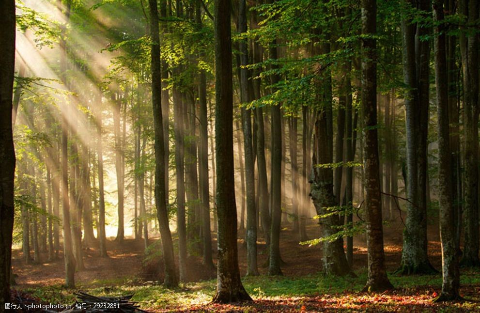 阳光穿透森林风景高清