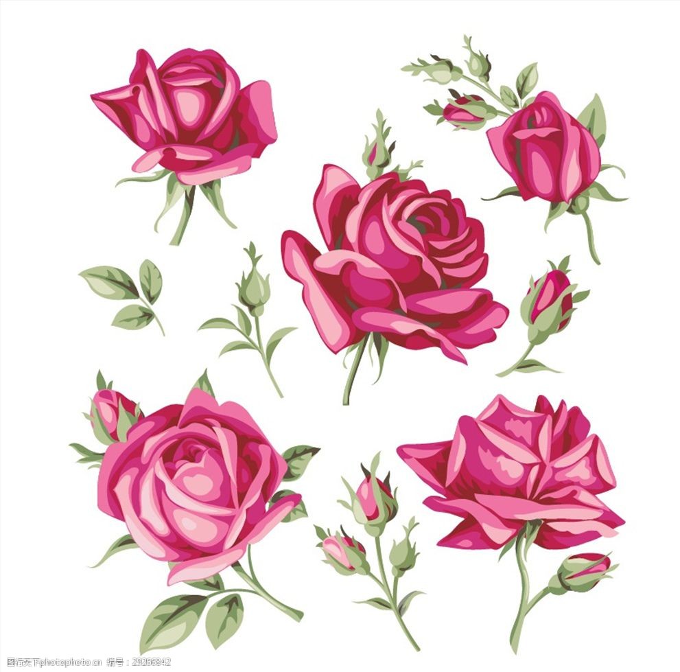 矢量玫瑰花矢量素材