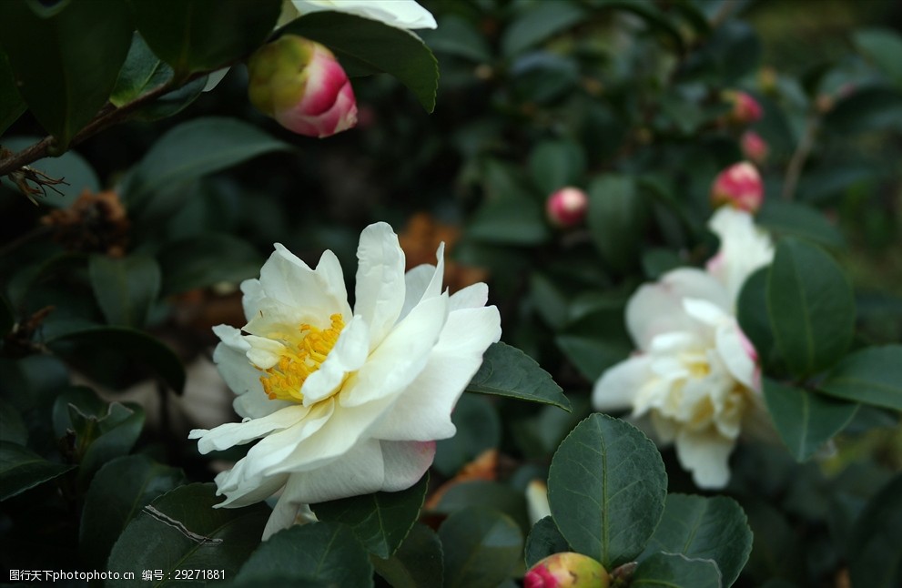 粉白茶花图片 图行天下素材网