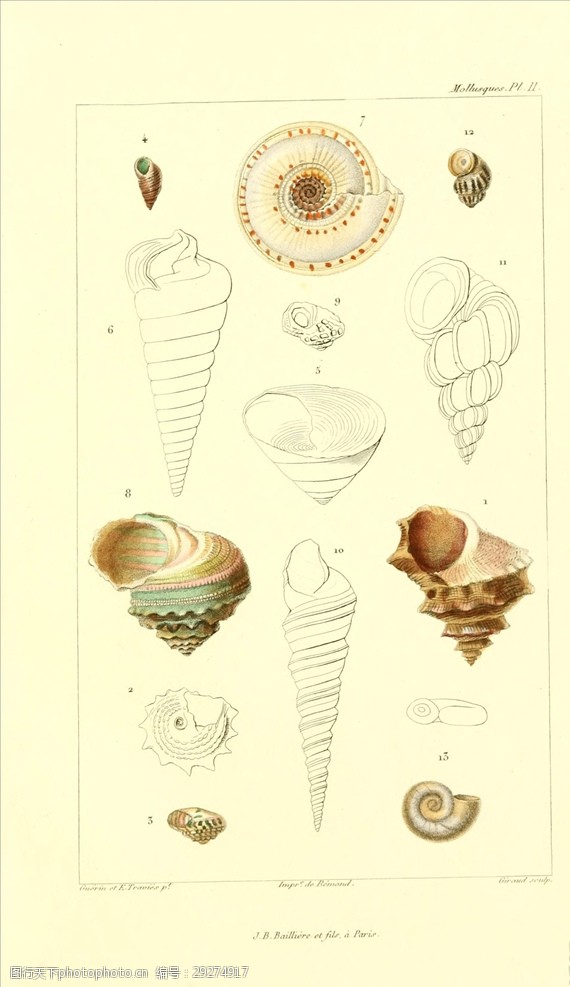 复古欧式贝壳插画