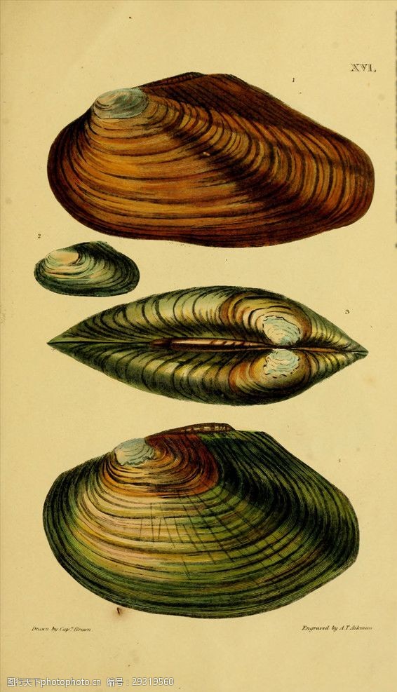 复古欧式怀旧贝壳插画