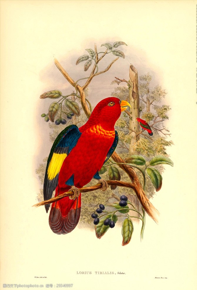 彩色插画手绘鸟类鸟类太阳鸟