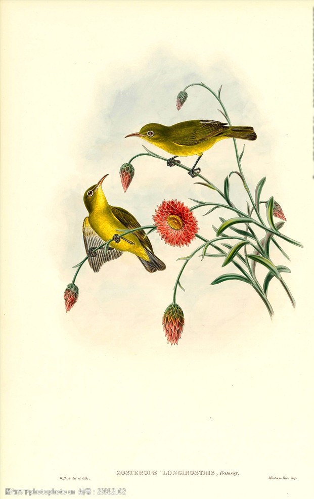 手绘小鸟彩色插画花鸟画