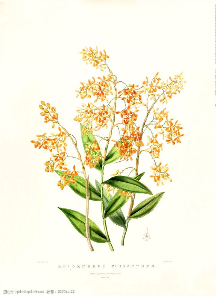 手绘花朵兰花插画植物自然