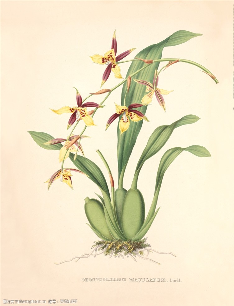 手绘花朵兰花插画植物自然