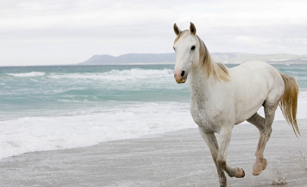 马图片-图行天下图库