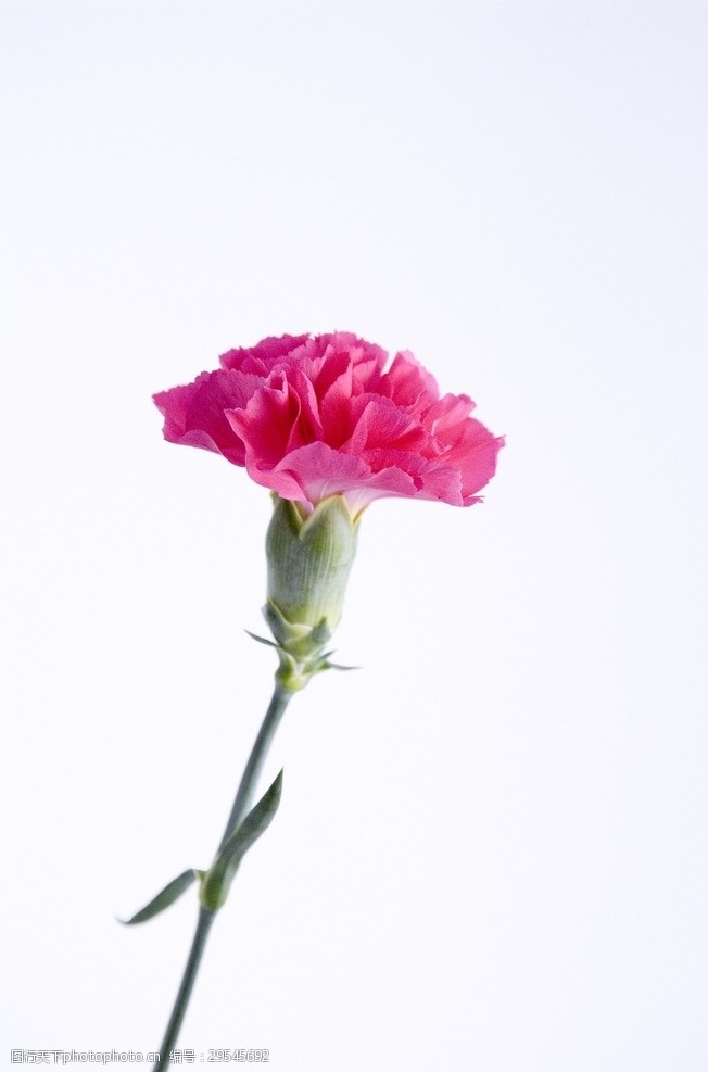 一支康乃馨背景图
