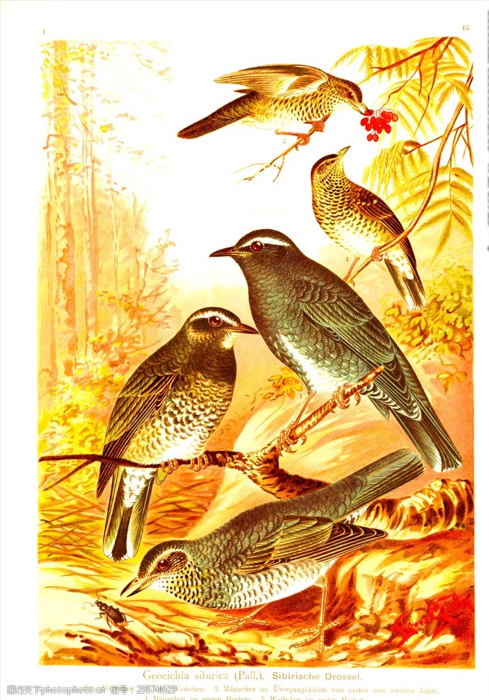 手绘小鸟彩色插画手绘鸟类