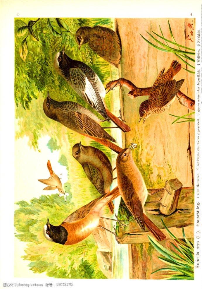 手绘小鸟彩色插画手绘鸟类