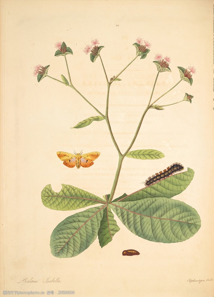 手绘植物插画图鉴生物图鉴
