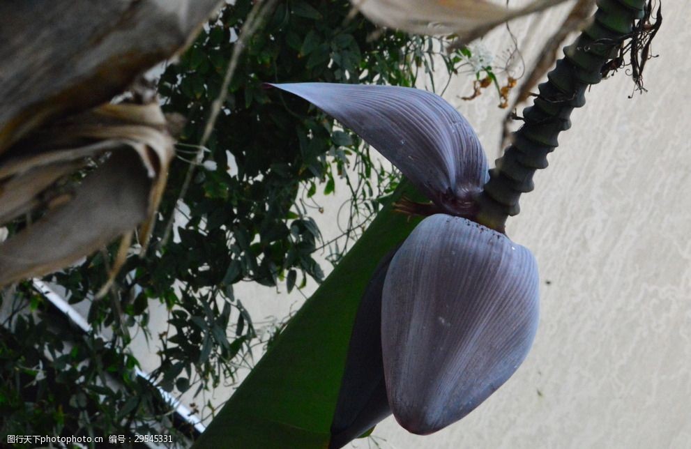 香蕉花图片 图行天下素材网