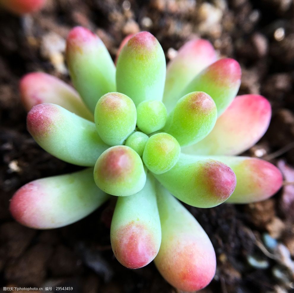 多肉乙女心果冻色