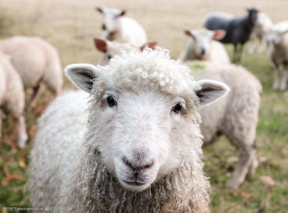 關鍵詞:可愛的綿陽 綿陽 可愛 萌萌噠 動物 覓食 自然生物 攝影 生物