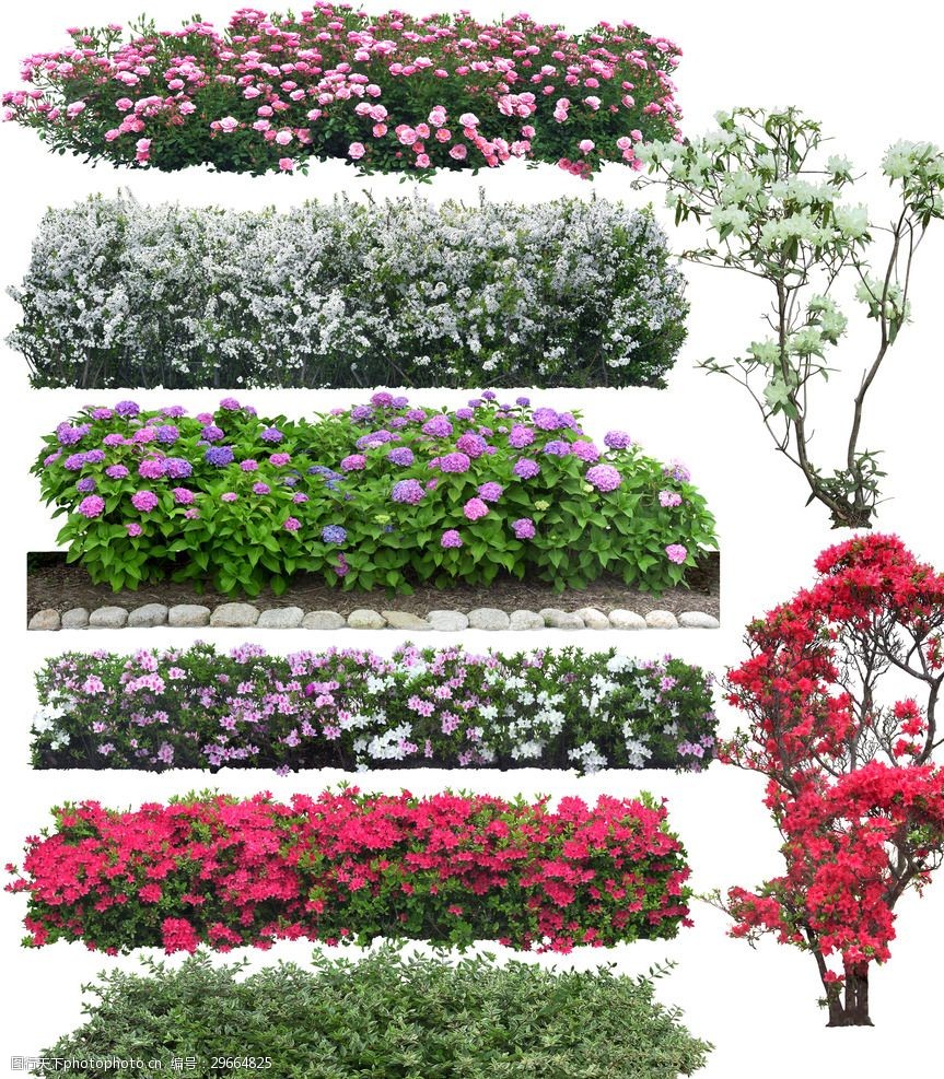 灌木绿篱免抠分层