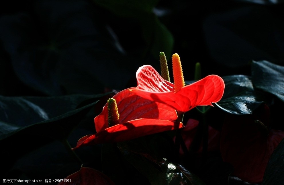 红掌花美丽的鲜花鲜花花朵