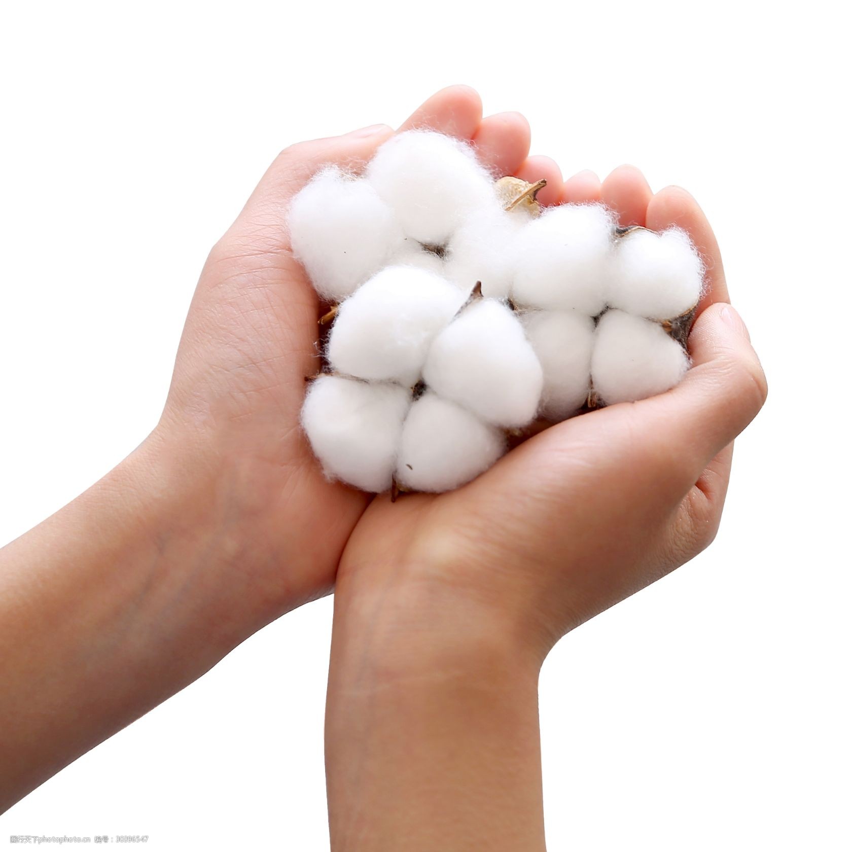 双手捧棉花朵