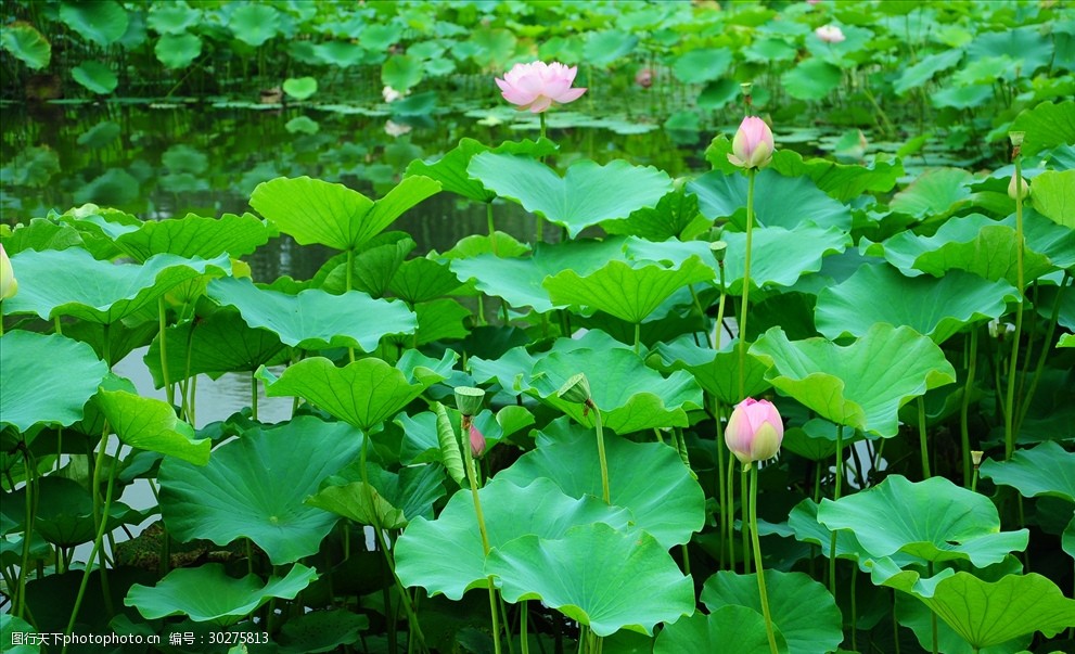 荷花荷叶荷塘中国风