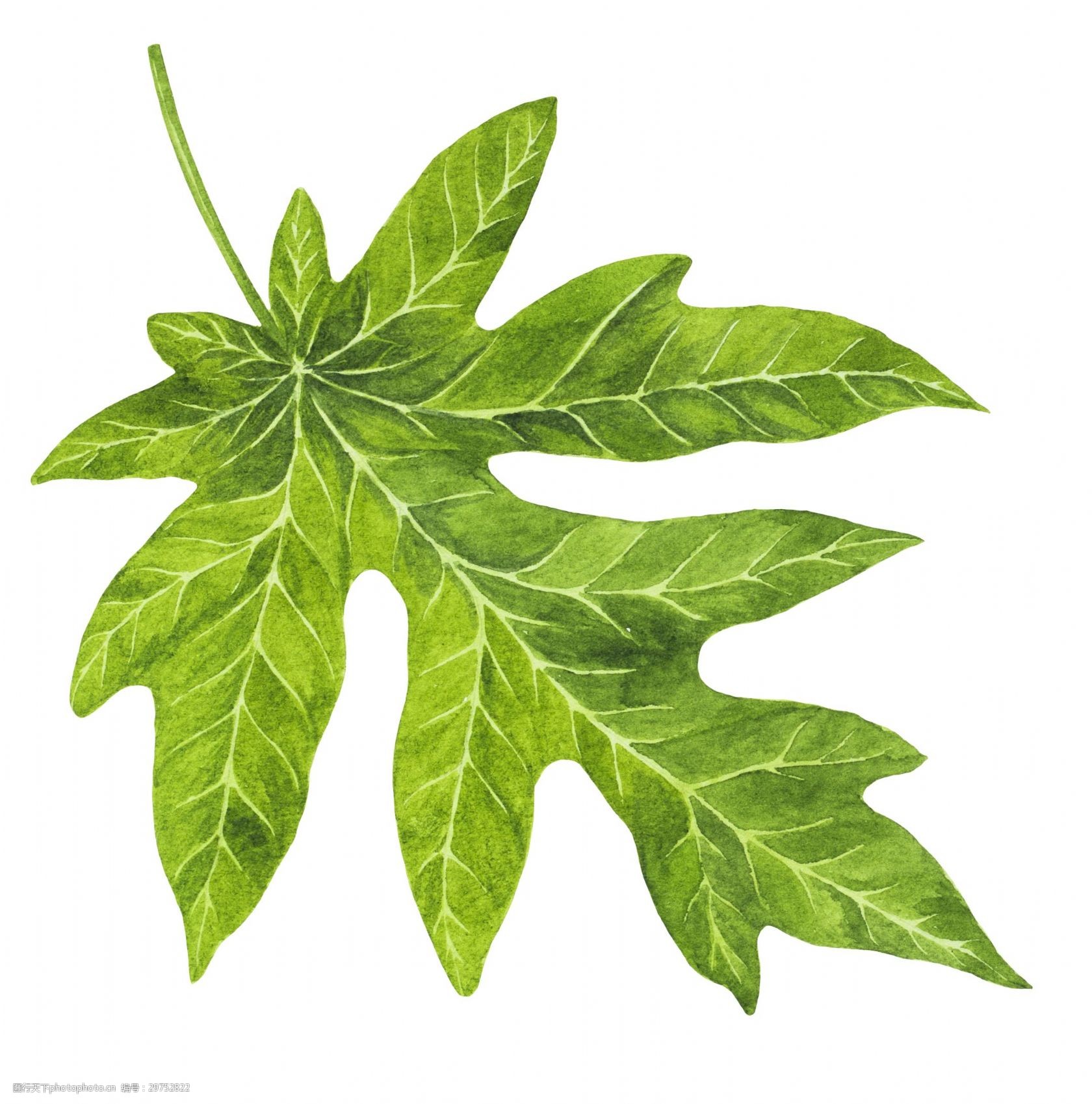 手绘逼真绿叶矢量素材