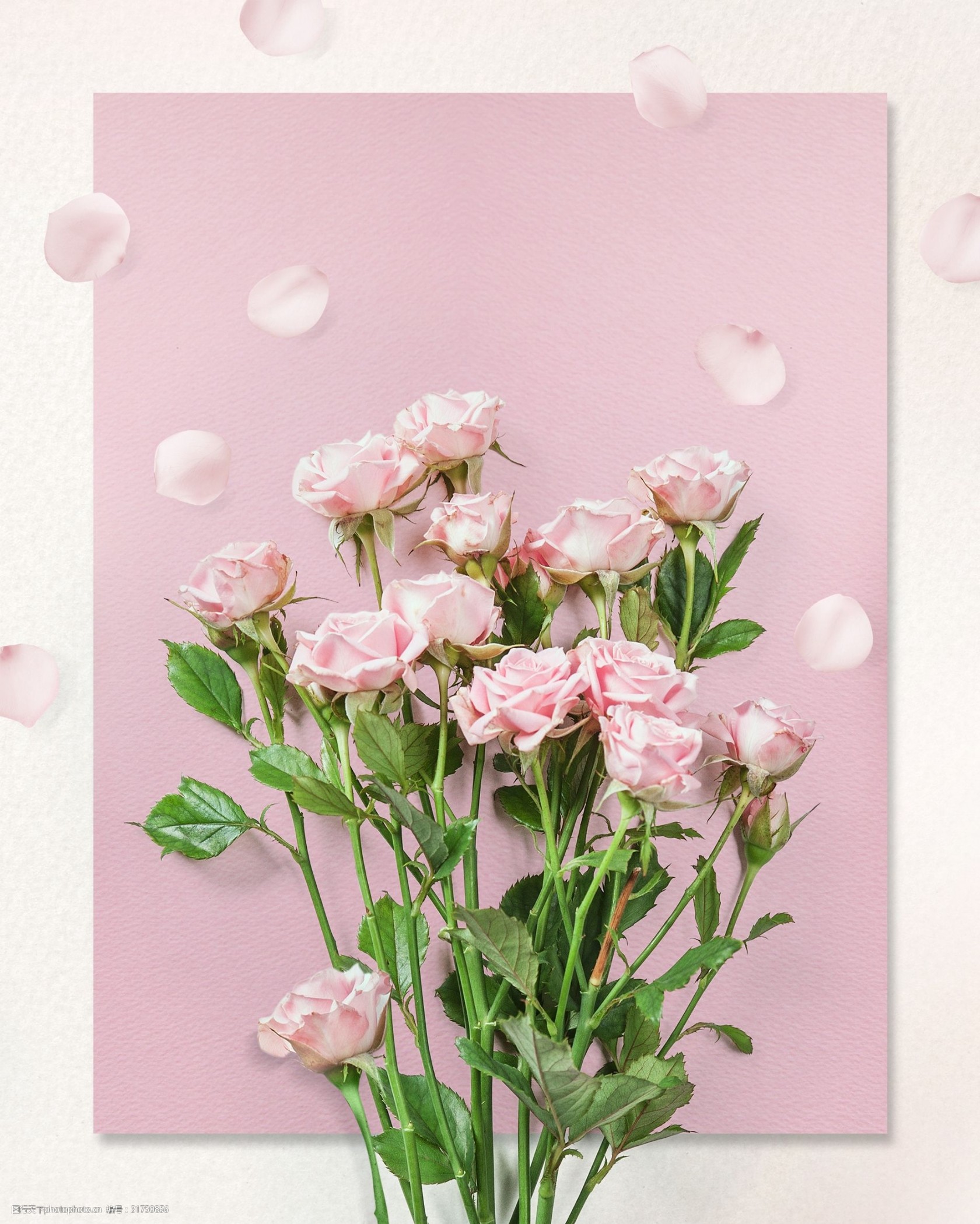 韩式春季春天气息唯美背景