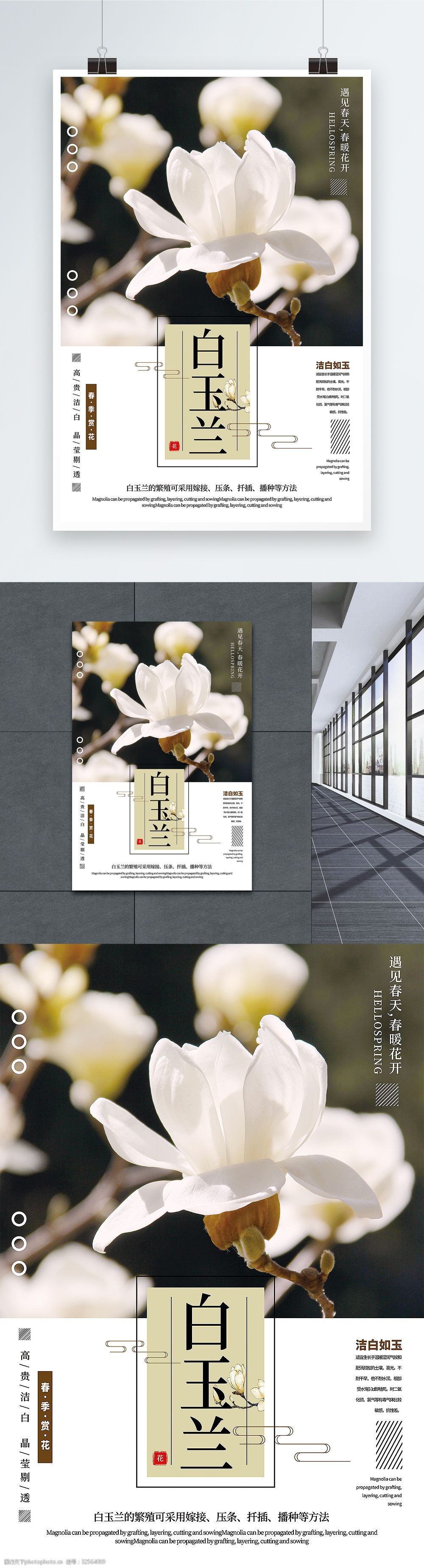 清新简洁白玉兰春季赏花宣传海报
