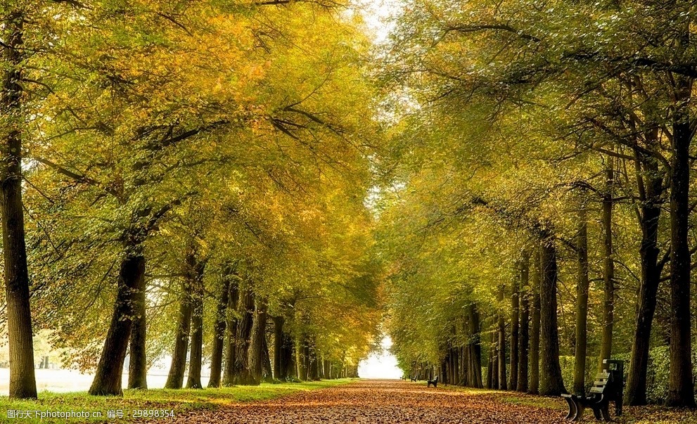 电脑壁纸图片风景人物动物