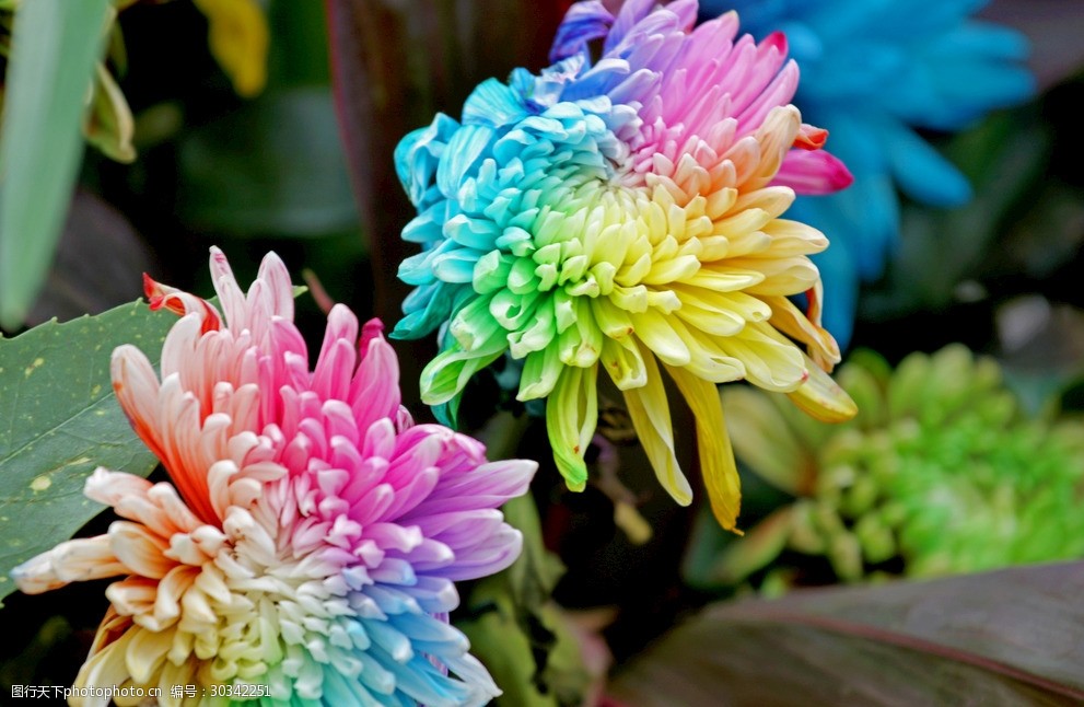 菊花电脑风景图片壁纸