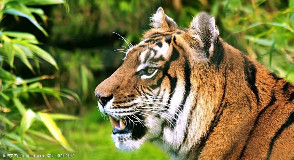 野生陸地動物高清