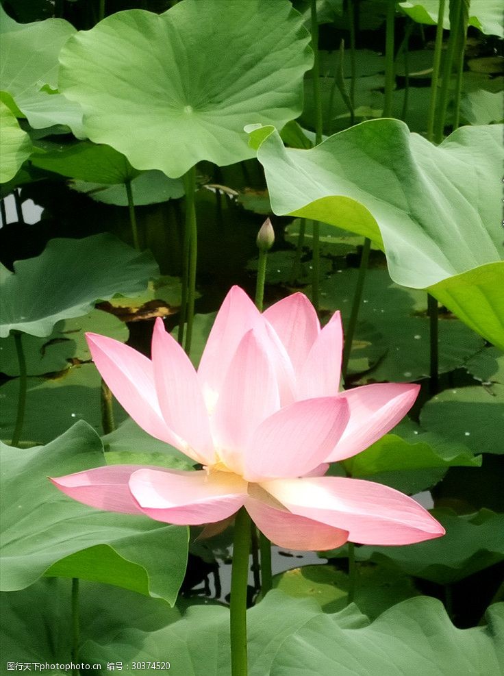 唯美粉色荷花摄影图片-图行天下图库