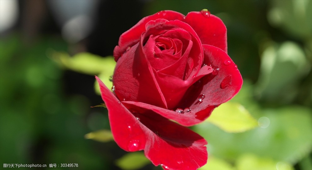 关键词:盛开的红色玫瑰花 植物 唯美 爱情 浪漫 盛开 红色 玫瑰花