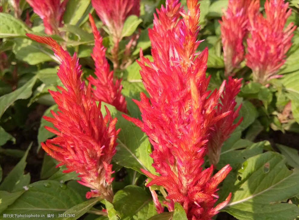 紅色鳳尾雞冠花