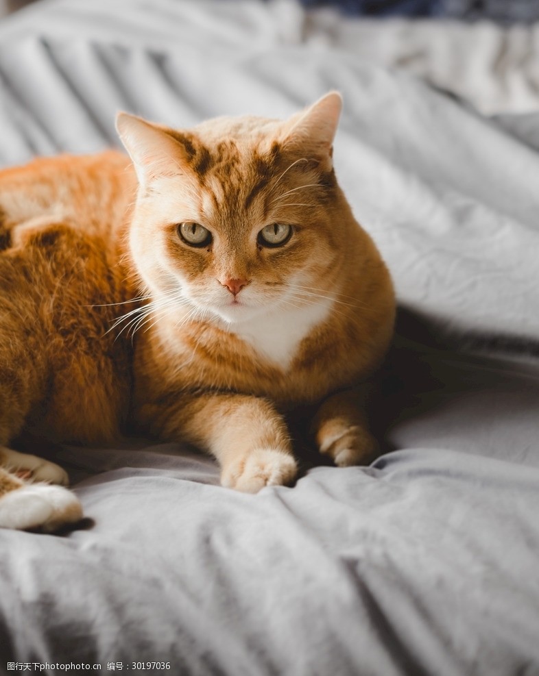 猫摄影图片宠物写真壁纸