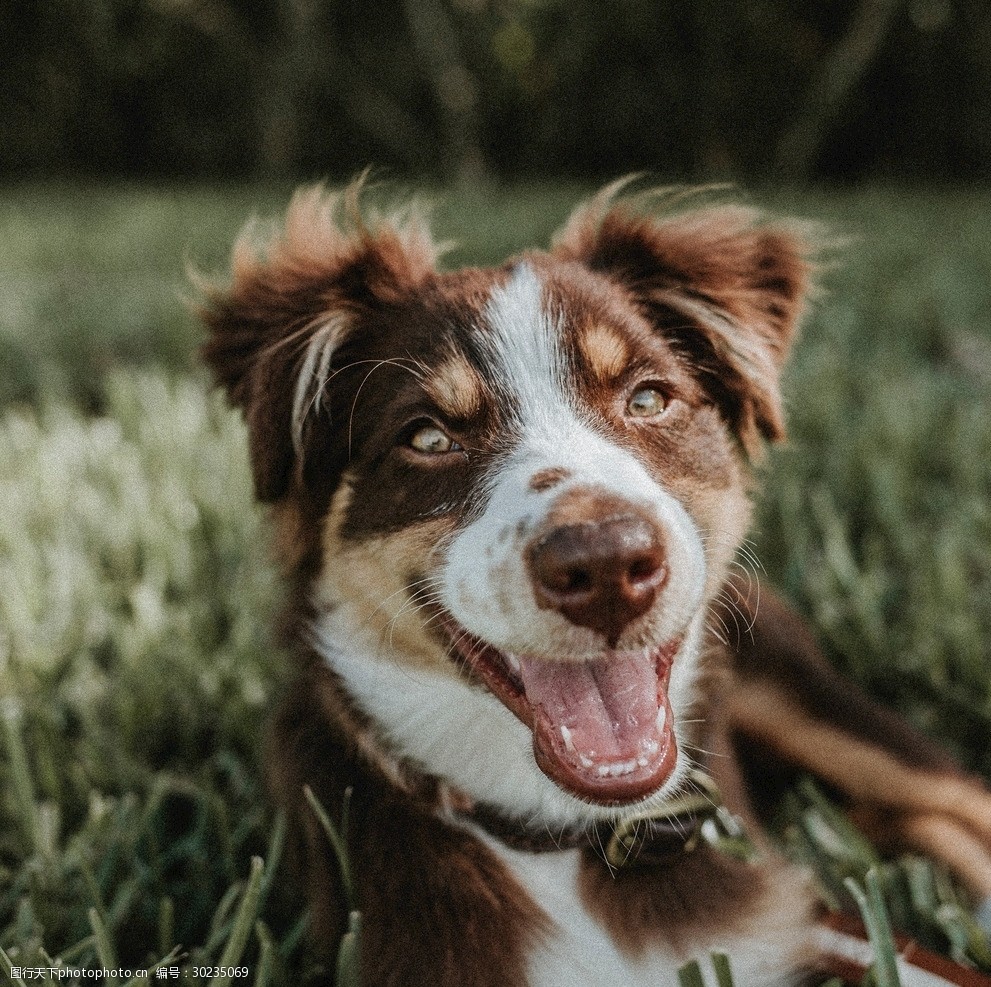 狗摄影图片狗写真壁纸