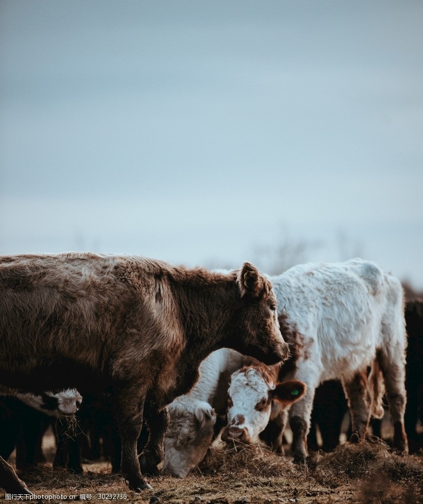 牛摄影图片牛写真壁纸