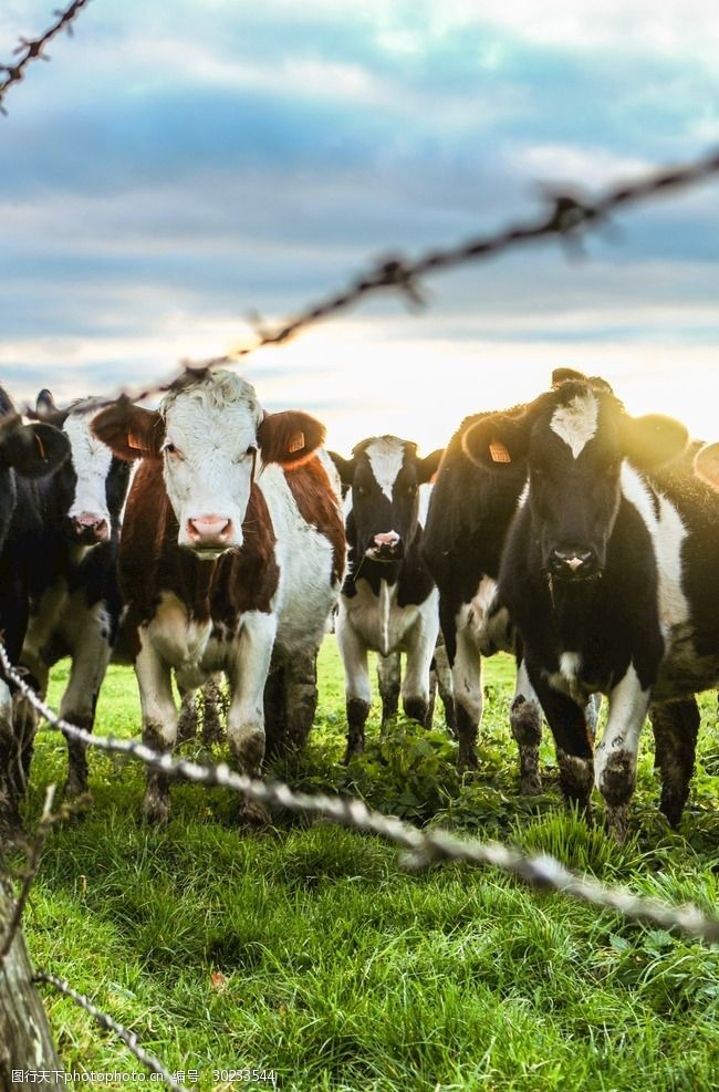 牛摄影图片牛写真壁纸