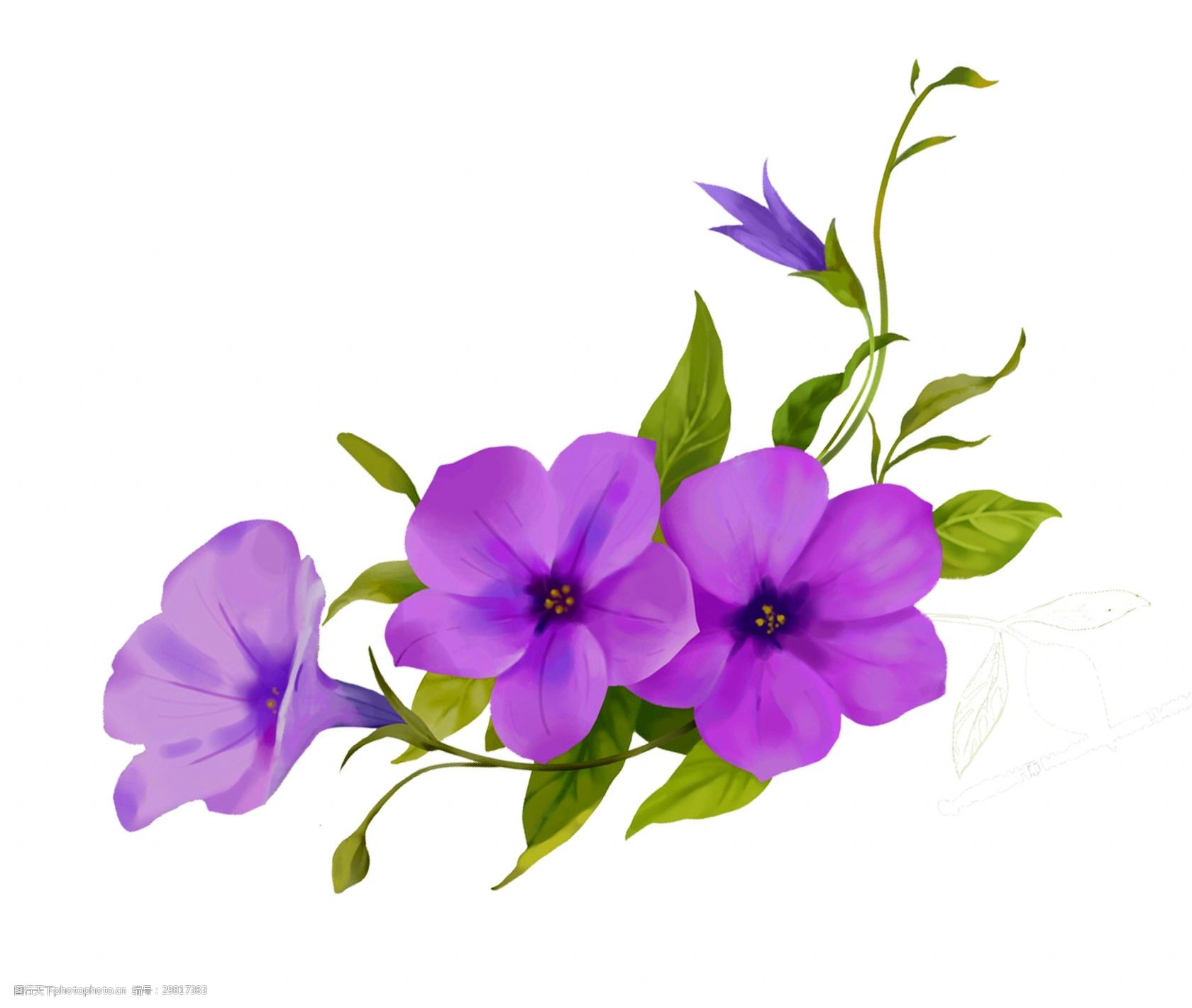 紫色新鲜花朵装饰素材