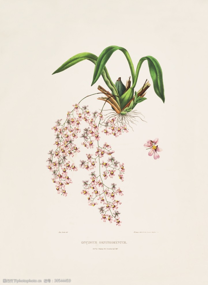 装饰画手绘花卉文化艺术绘画