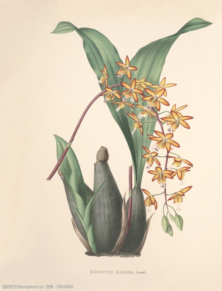 装饰画手绘花卉文化艺术绘画