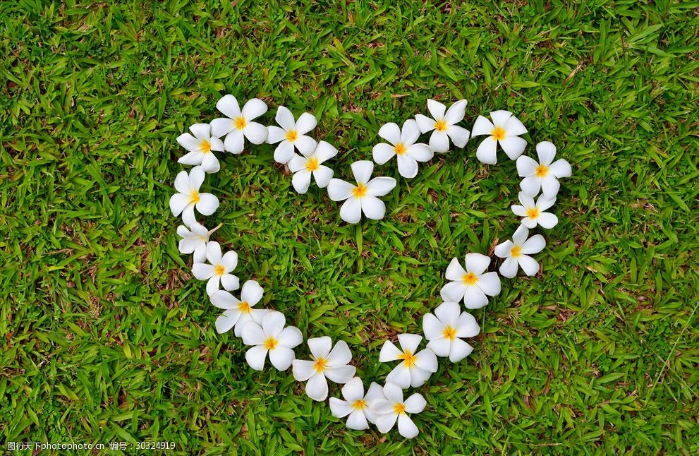 缅栀花心形符号草花卉